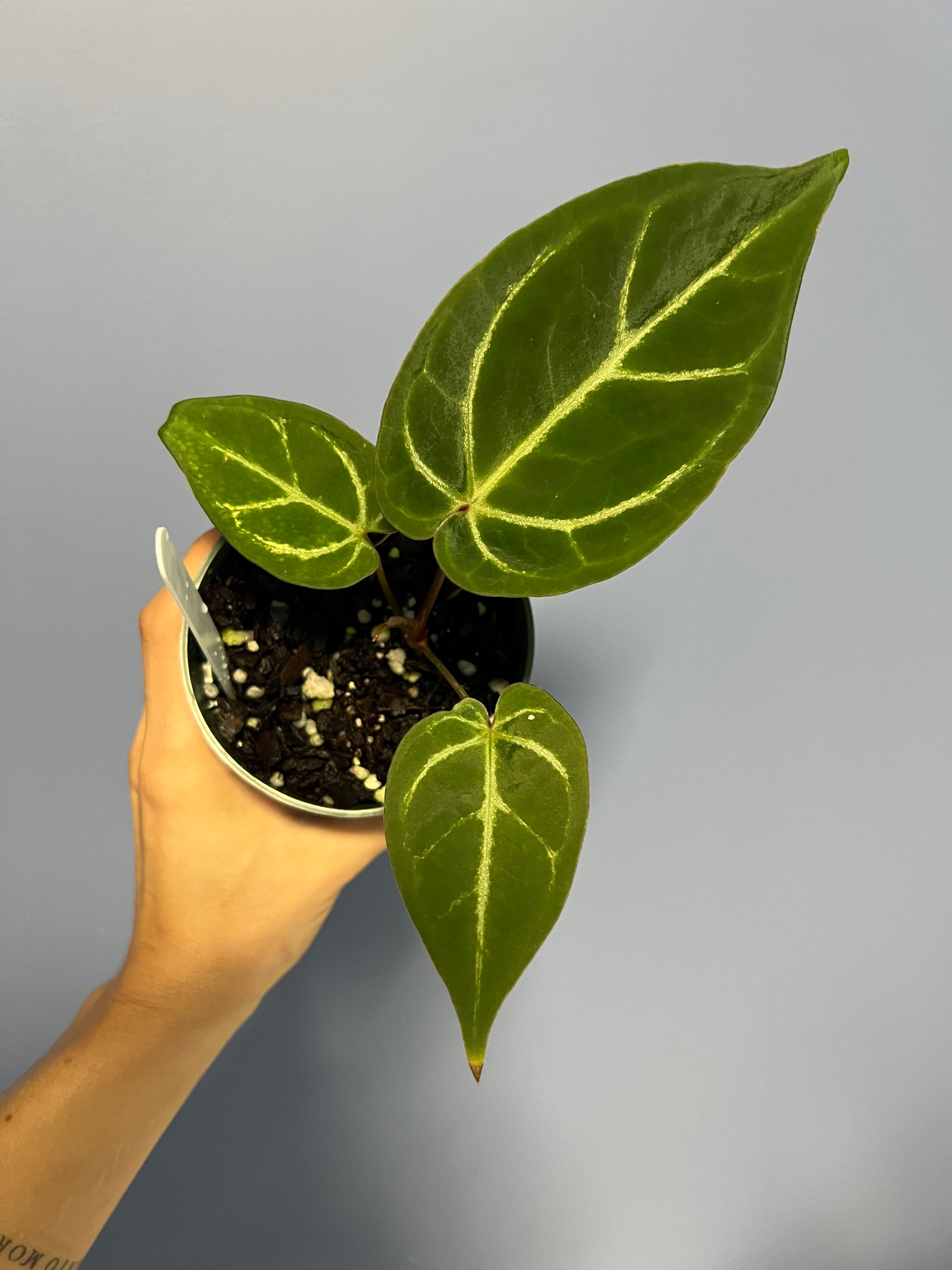 anthurium andreanum black beauty Anthurium Black Beauty by Barry S. – Lauderdale Aroid House