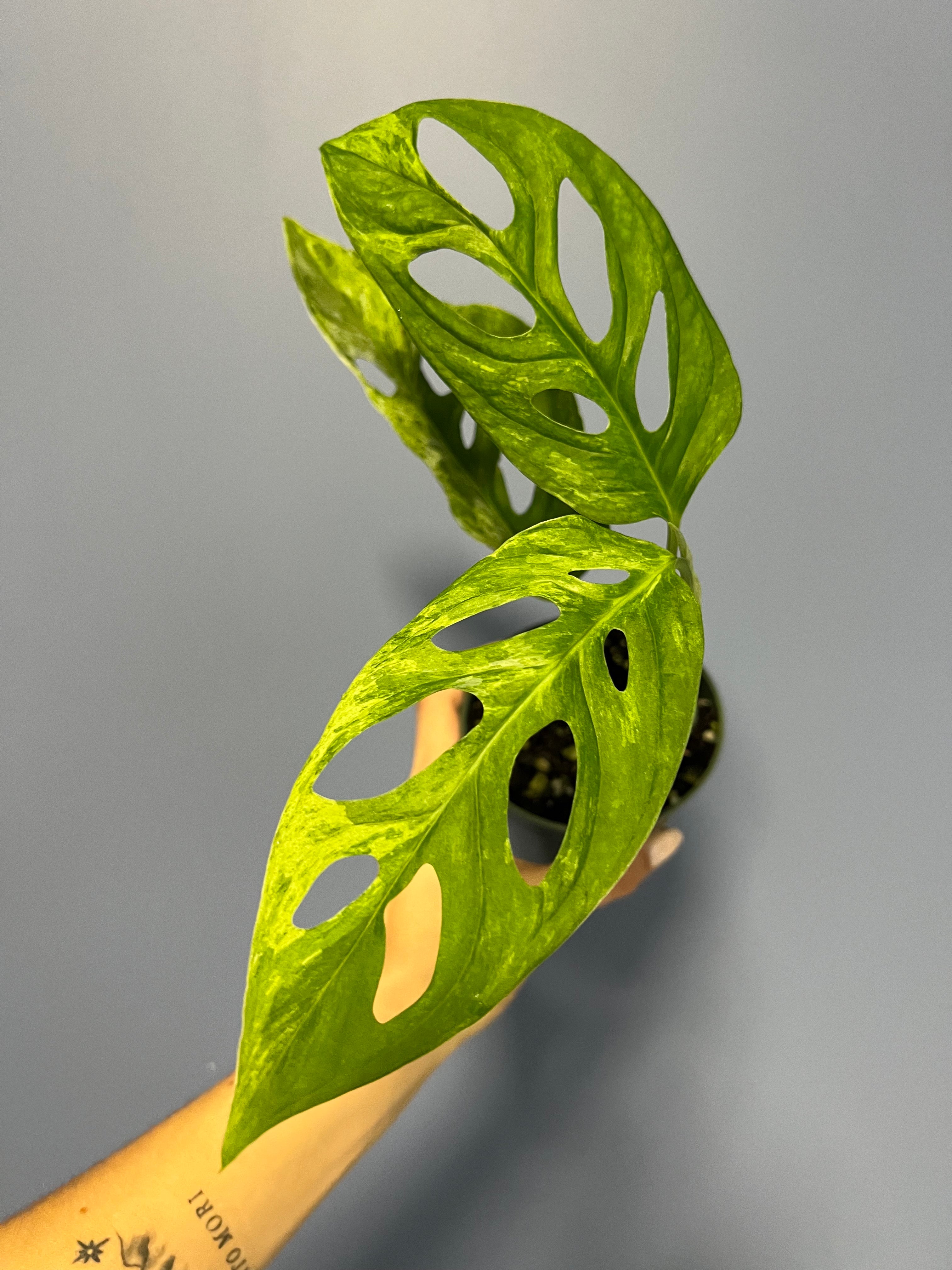 monstera adansonii variegated mint Monstera Adansonii Mint Variegated – Lauderdale Aroid House