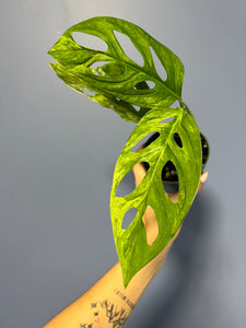 Monstera Adansonii Mint Variegated