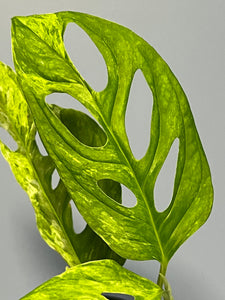 Monstera Adansonii Mint Variegated
