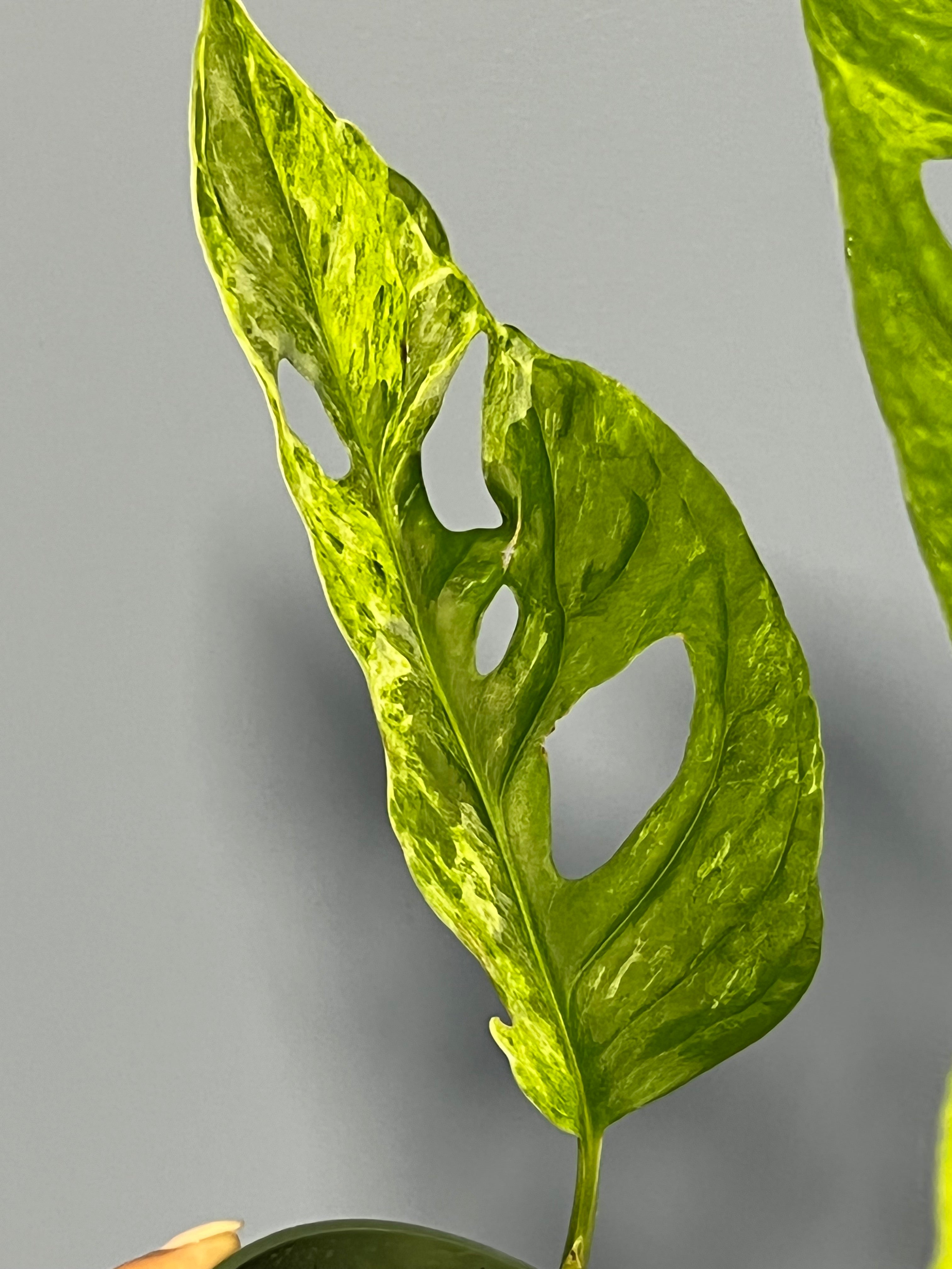 Monstera Adansonii Mint Variegated