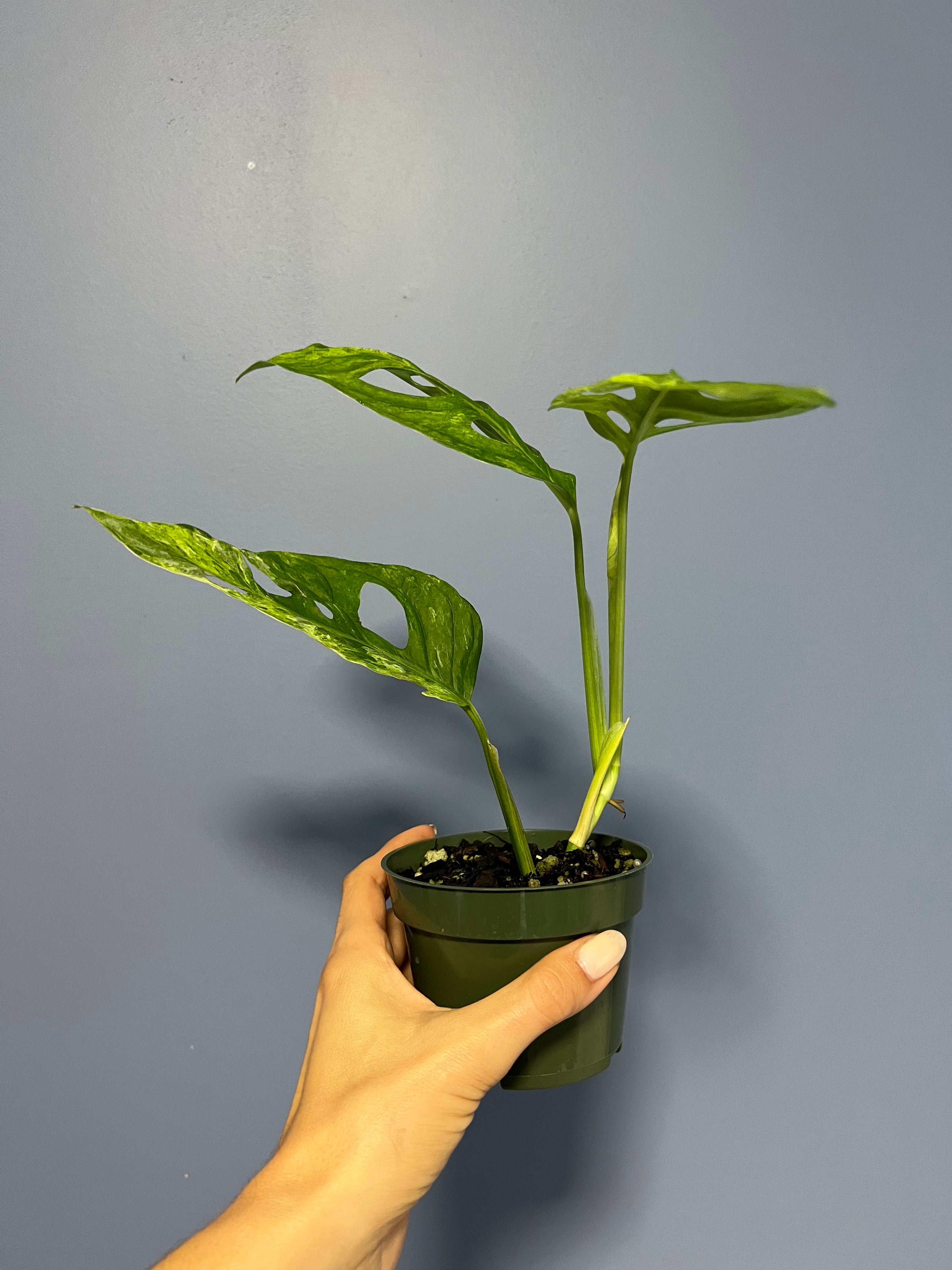 Monstera Adansonii Mint Variegated