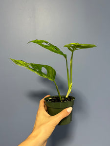 Monstera Adansonii Mint Variegated