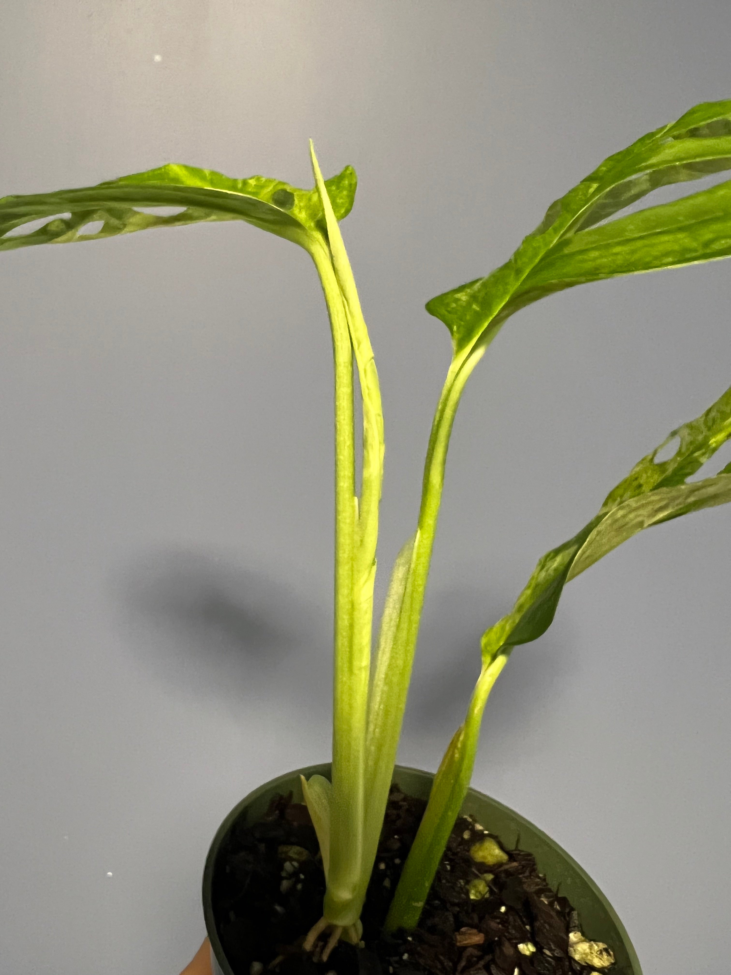 Monstera Adansonii Mint Variegated
