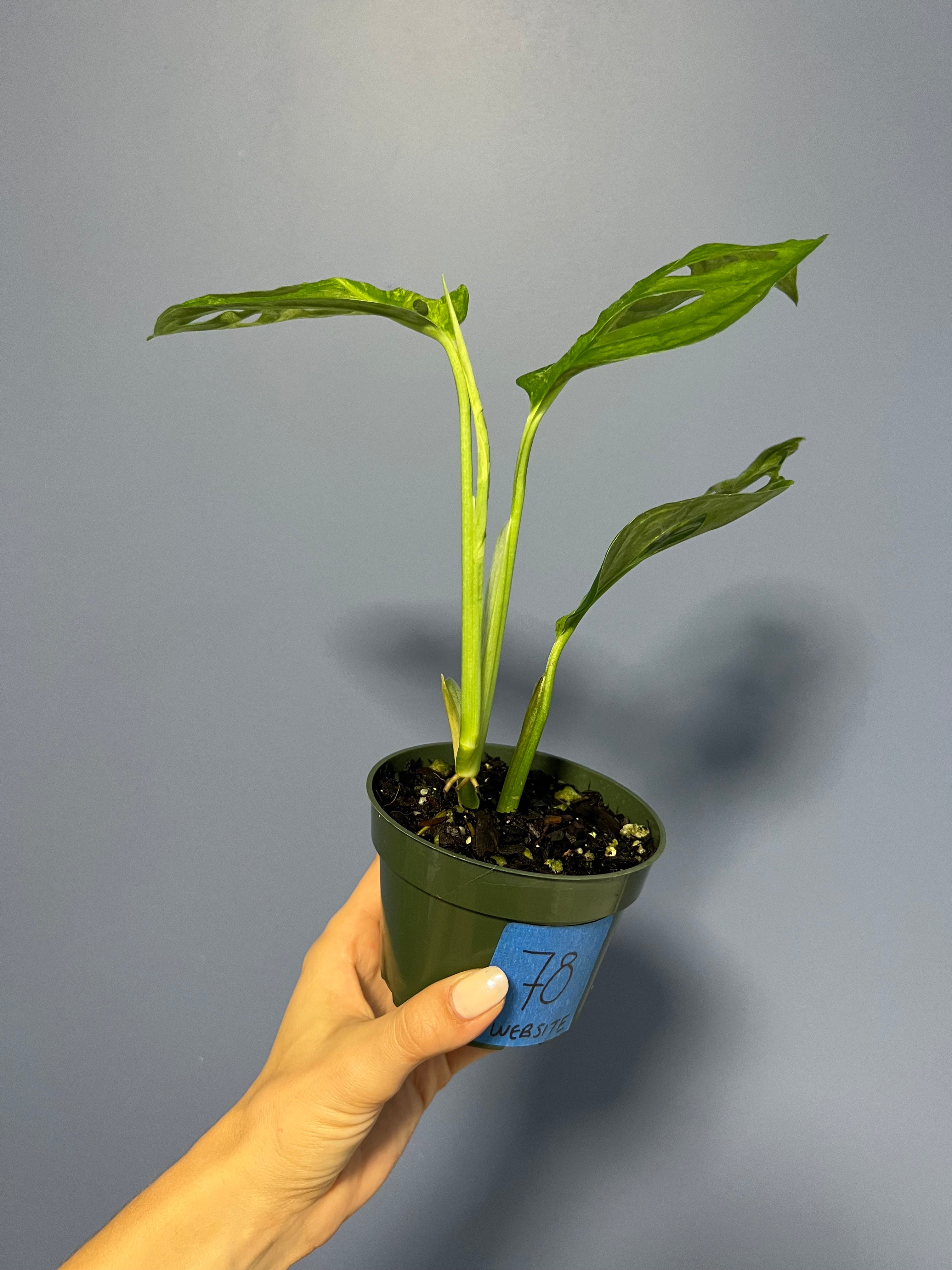 monstera adansonii indonesian mint variegated Monstera Adansonii Mint Variegated – Lauderdale Aroid House