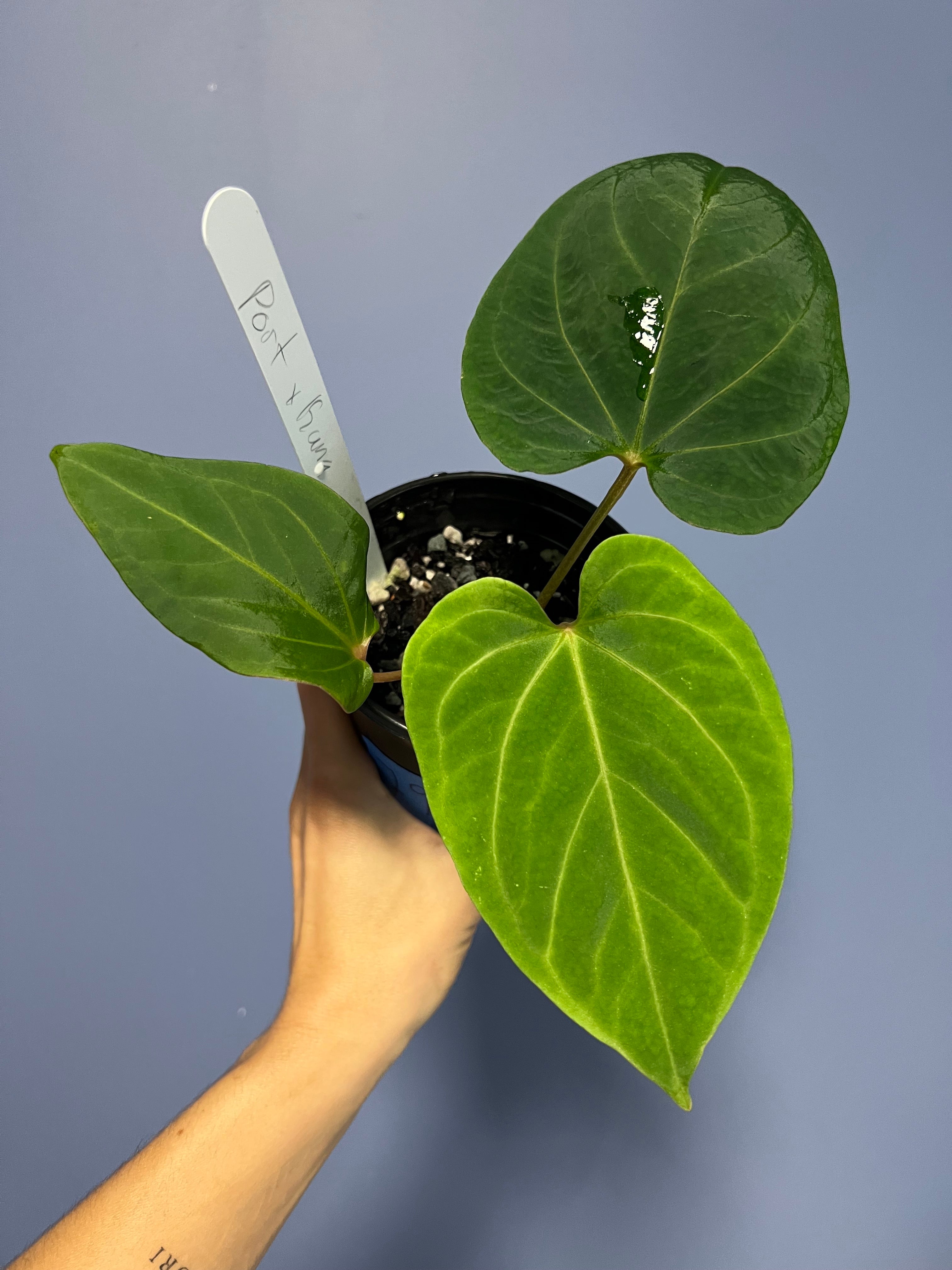 Anthurium Portillae RA x Kunayalense RA