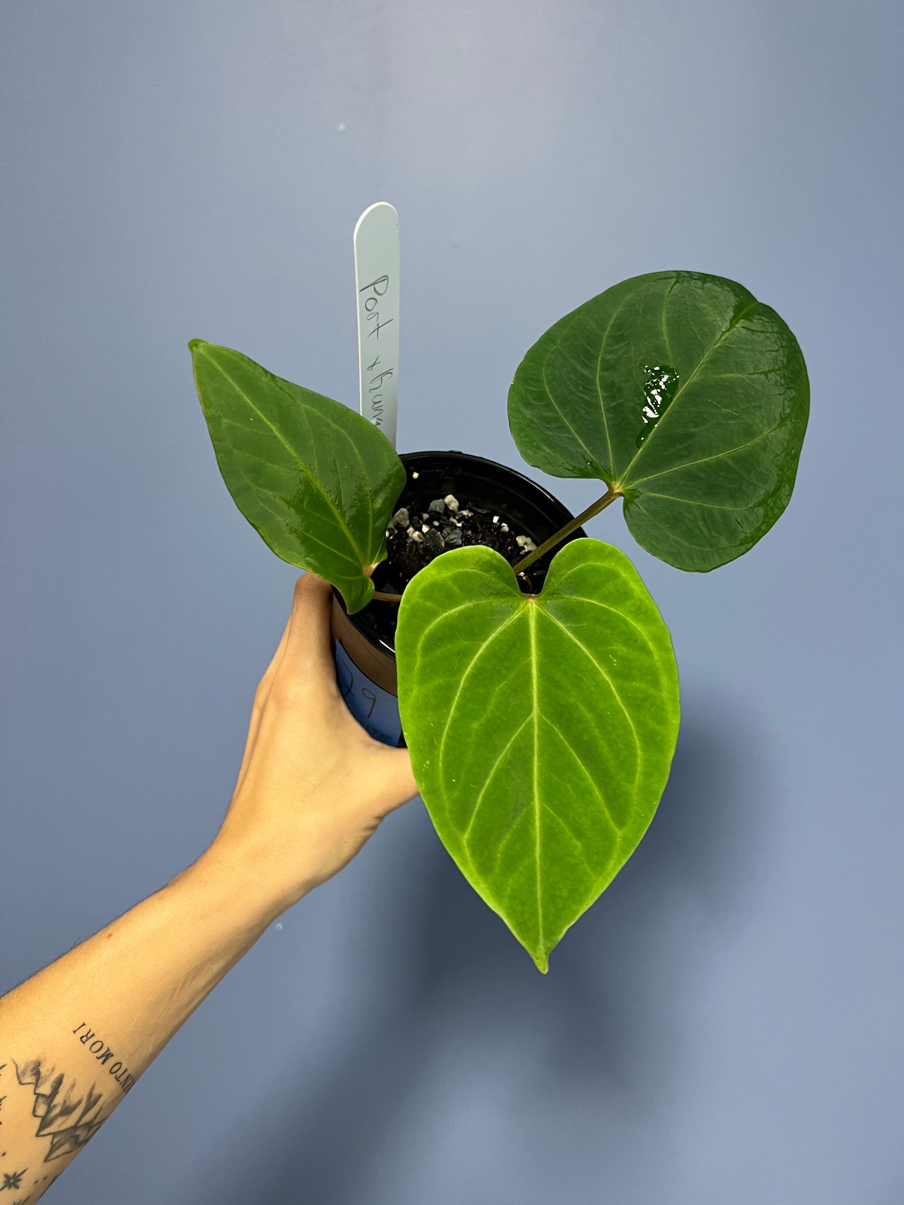 Anthurium Portillae RA x Kunayalense RA