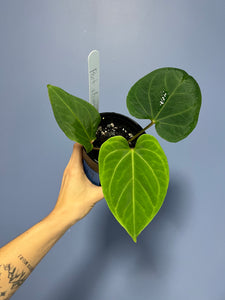 Anthurium Portillae RA x Kunayalense RA