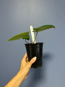 Anthurium Portillae RA x Kunayalense RA
