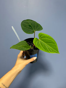 Anthurium Portillae RA x Kunayalense RA