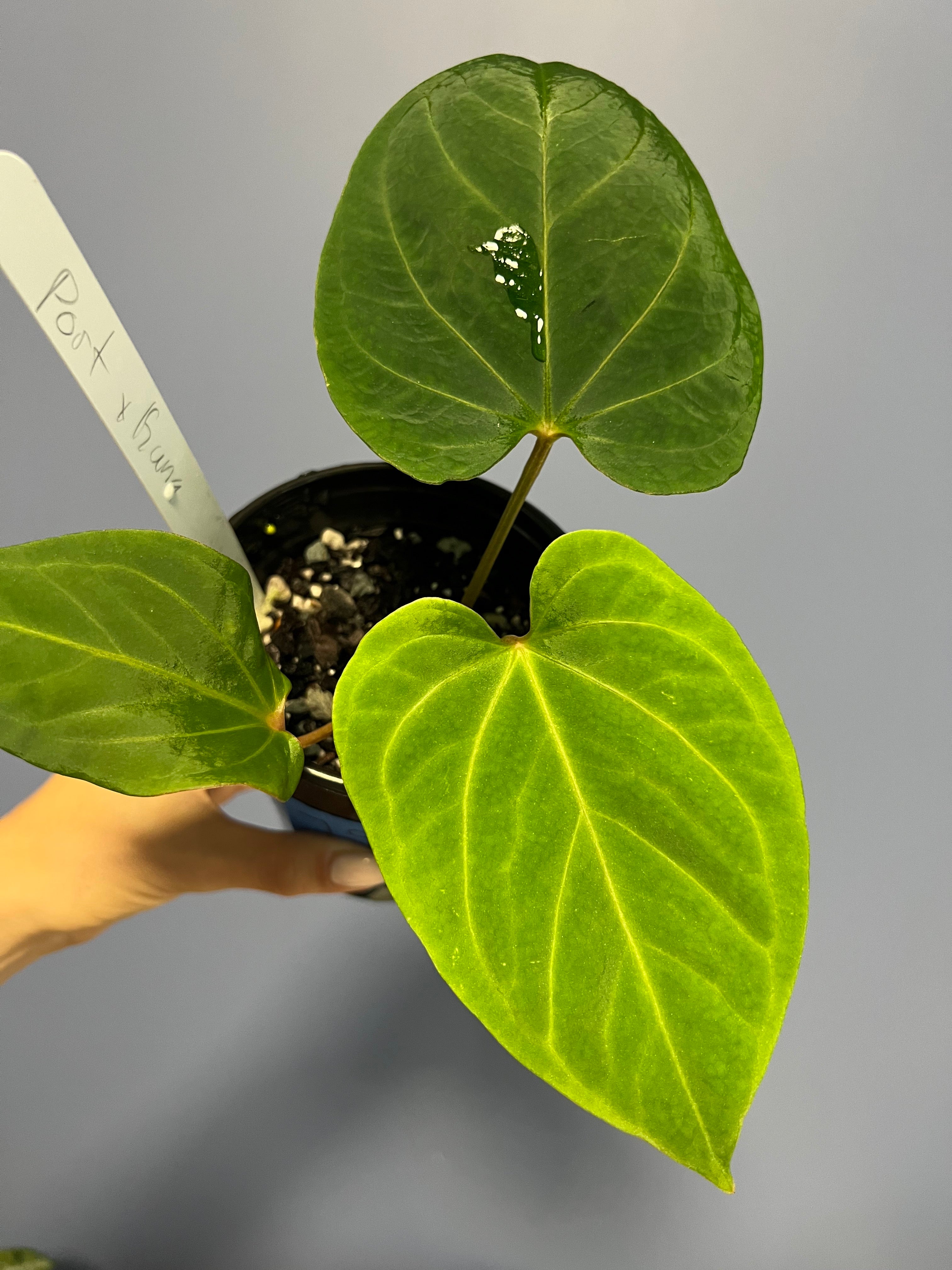 Anthurium Portillae RA x Kunayalense RA