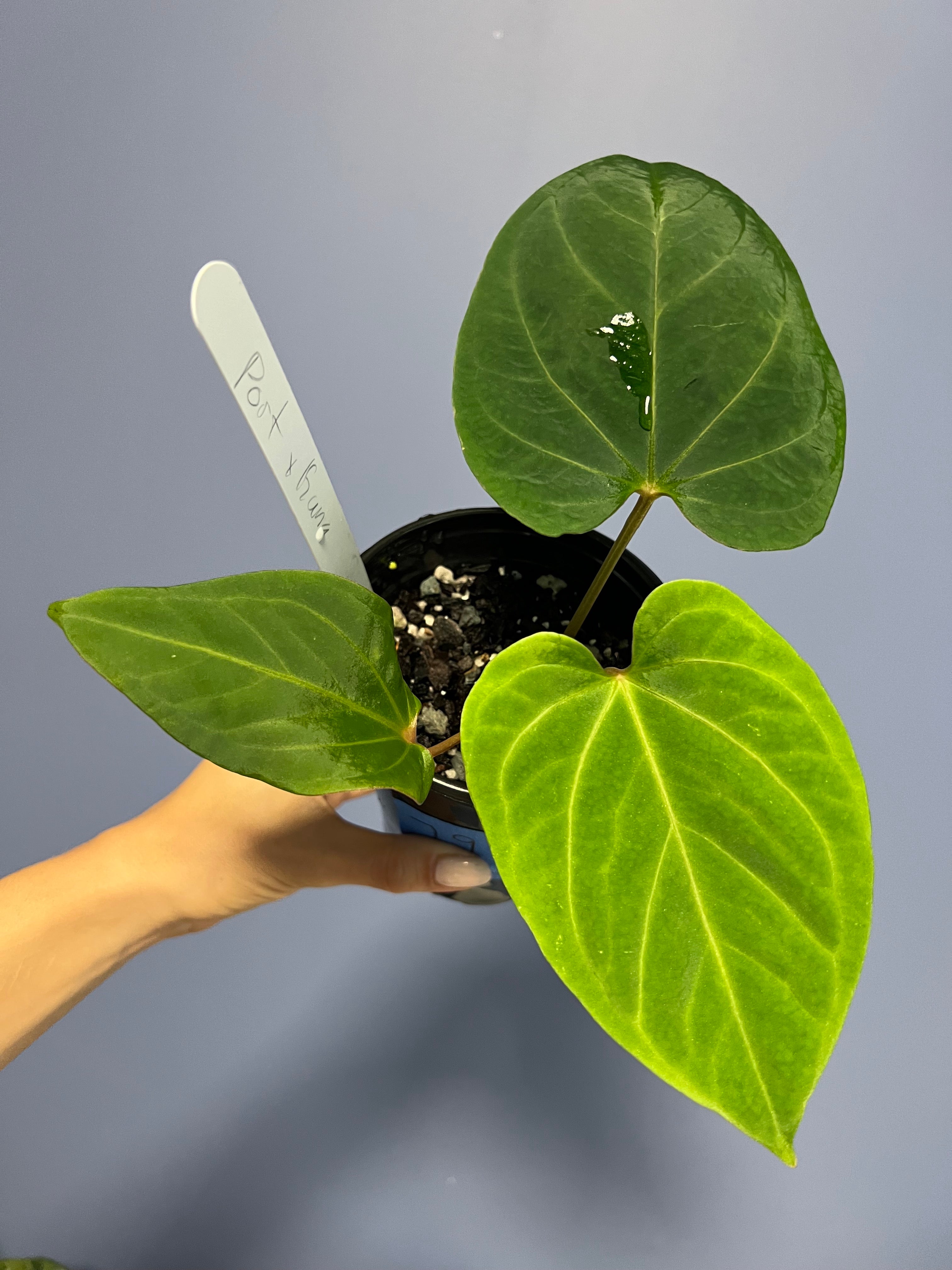 Anthurium Portillae RA x Kunayalense RA