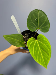 Anthurium Portillae RA x Kunayalense RA