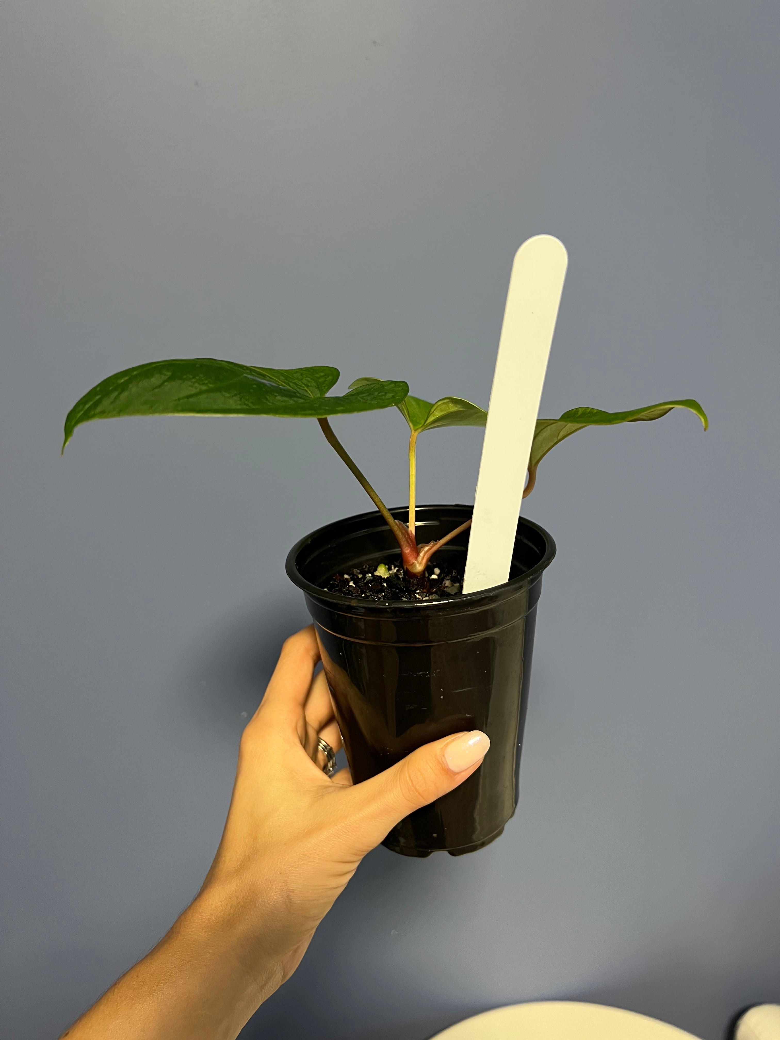 Anthurium Portillae RA x Kunayalense RA