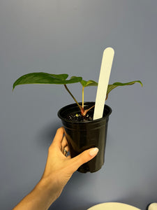 Anthurium Portillae RA x Kunayalense RA