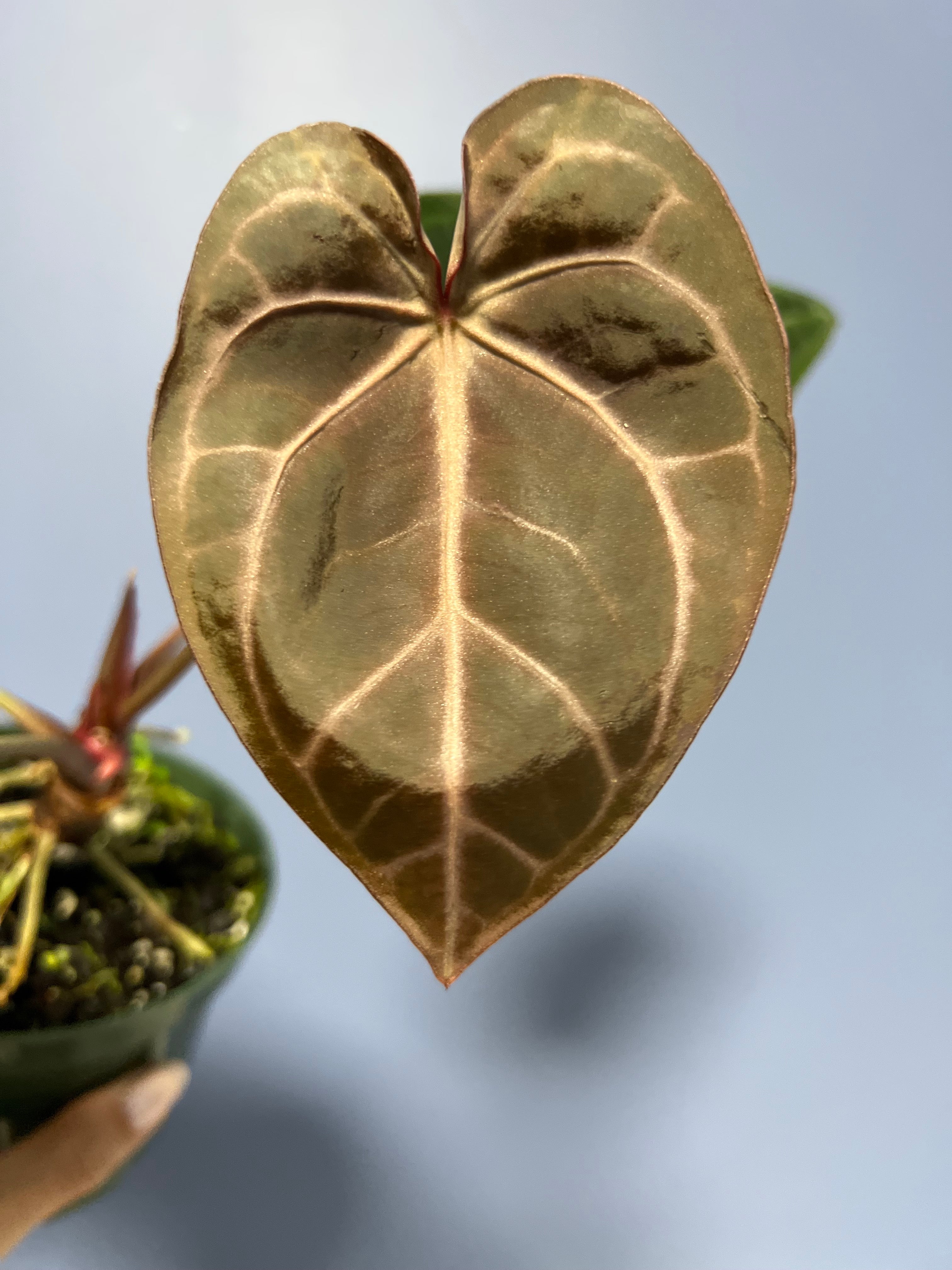 anthurium doc bloc Anthurium Doc Block's SKG Grey x Crystal Mag – Lauderdale Aroid House
