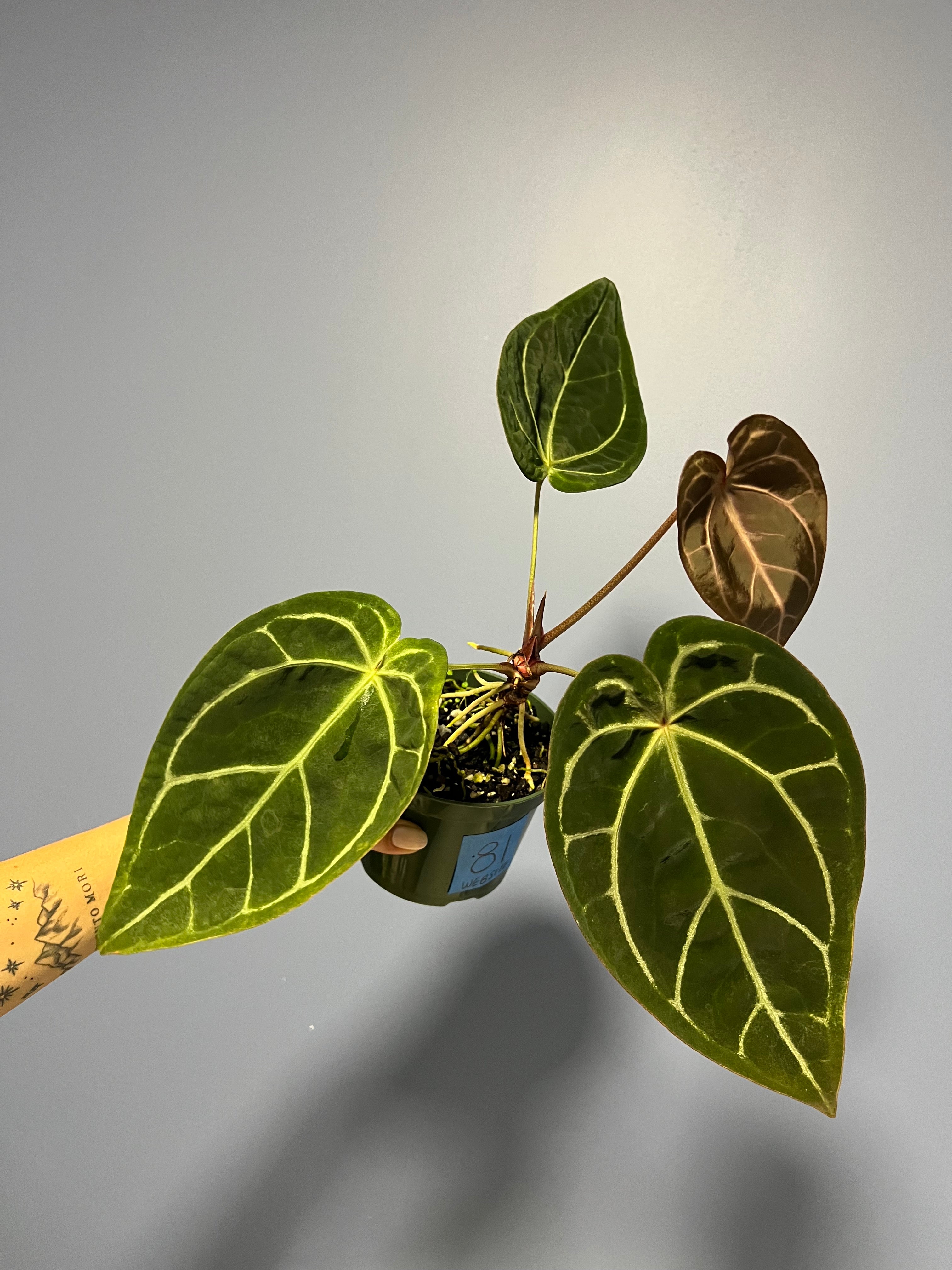 anthurium skg grey Anthurium Doc Block's SKG Grey x Crystal Mag – Lauderdale Aroid House