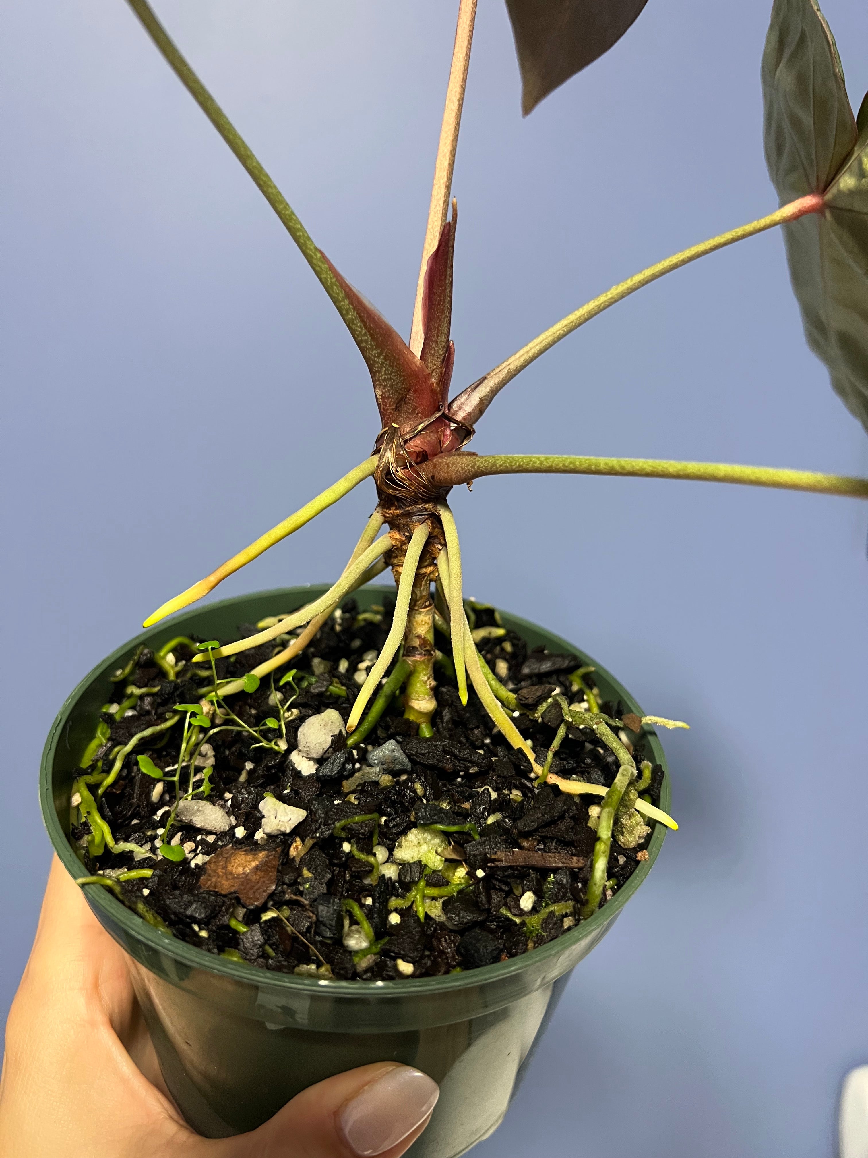 Anthurium Doc Block's SKG Grey x Crystal Mag