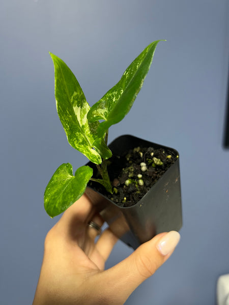 Alocasia Lauterbachiana Variegated – Lauderdale Aroid House