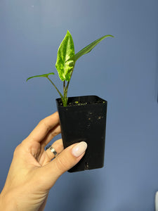 Alocasia Lauterbachiana Variegated