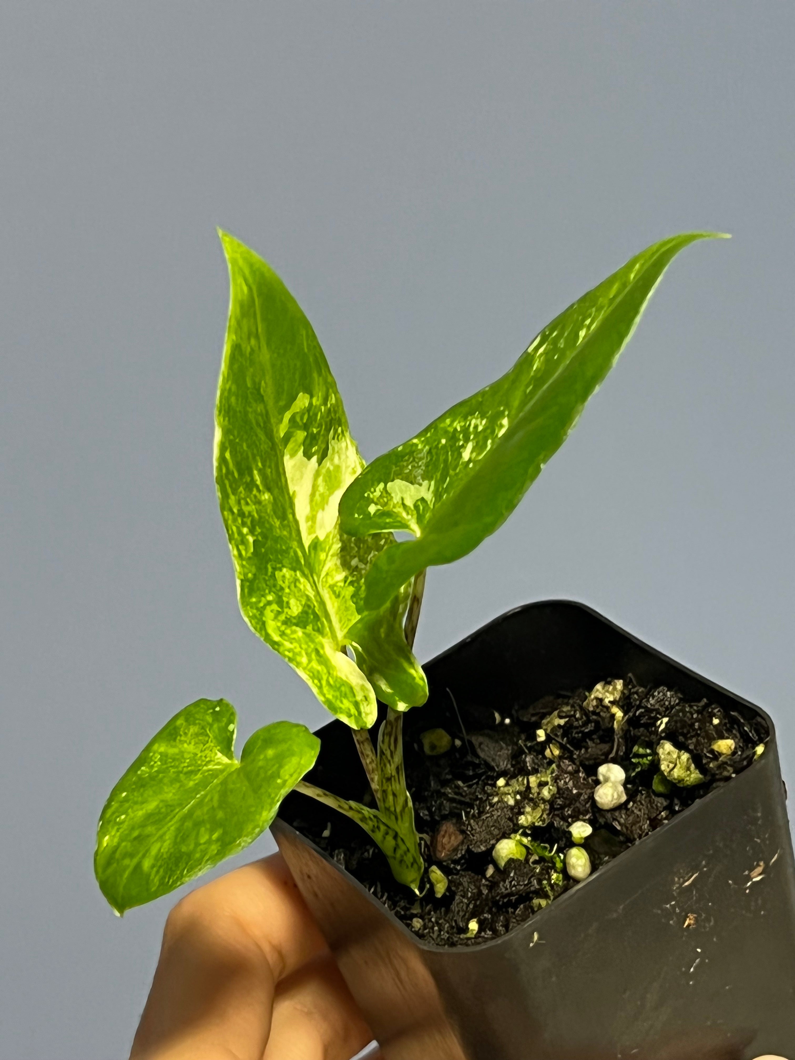 Alocasia Lauterbachiana Variegated