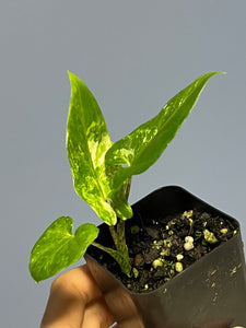 Alocasia Lauterbachiana Variegated