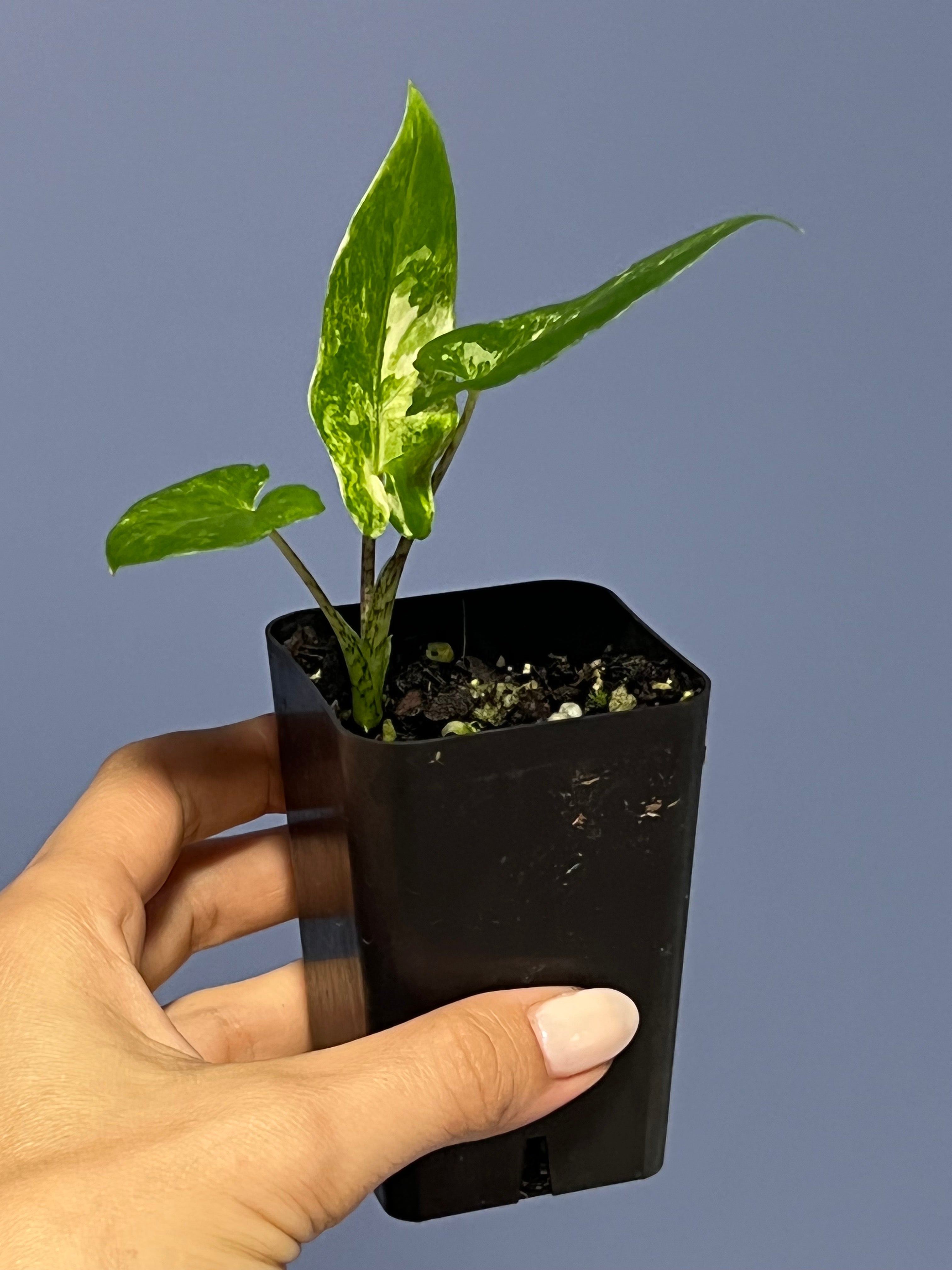 Alocasia Lauterbachiana Variegated