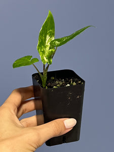 Alocasia Lauterbachiana Variegated