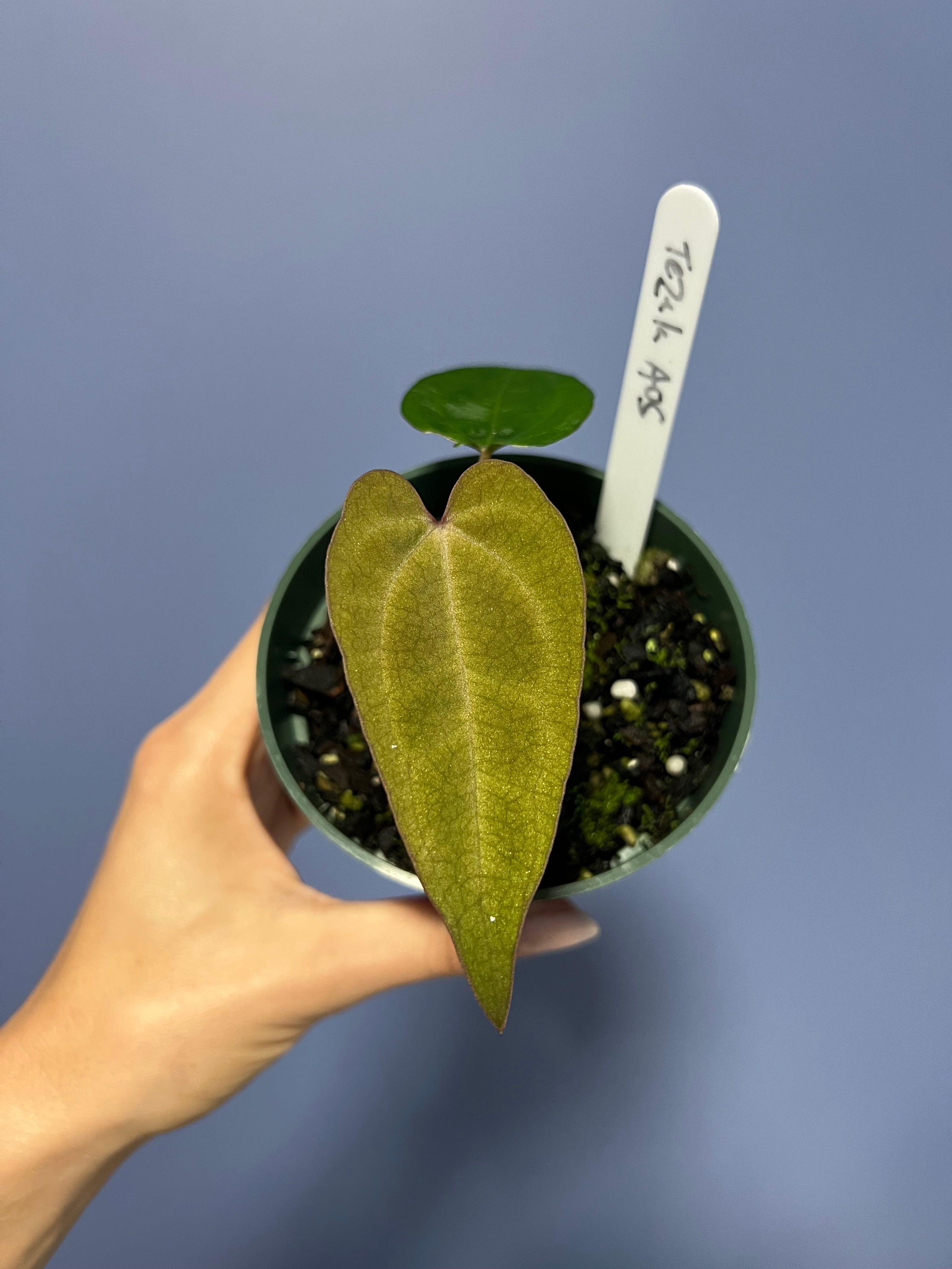 Anthurium Ace of Spades Tezula