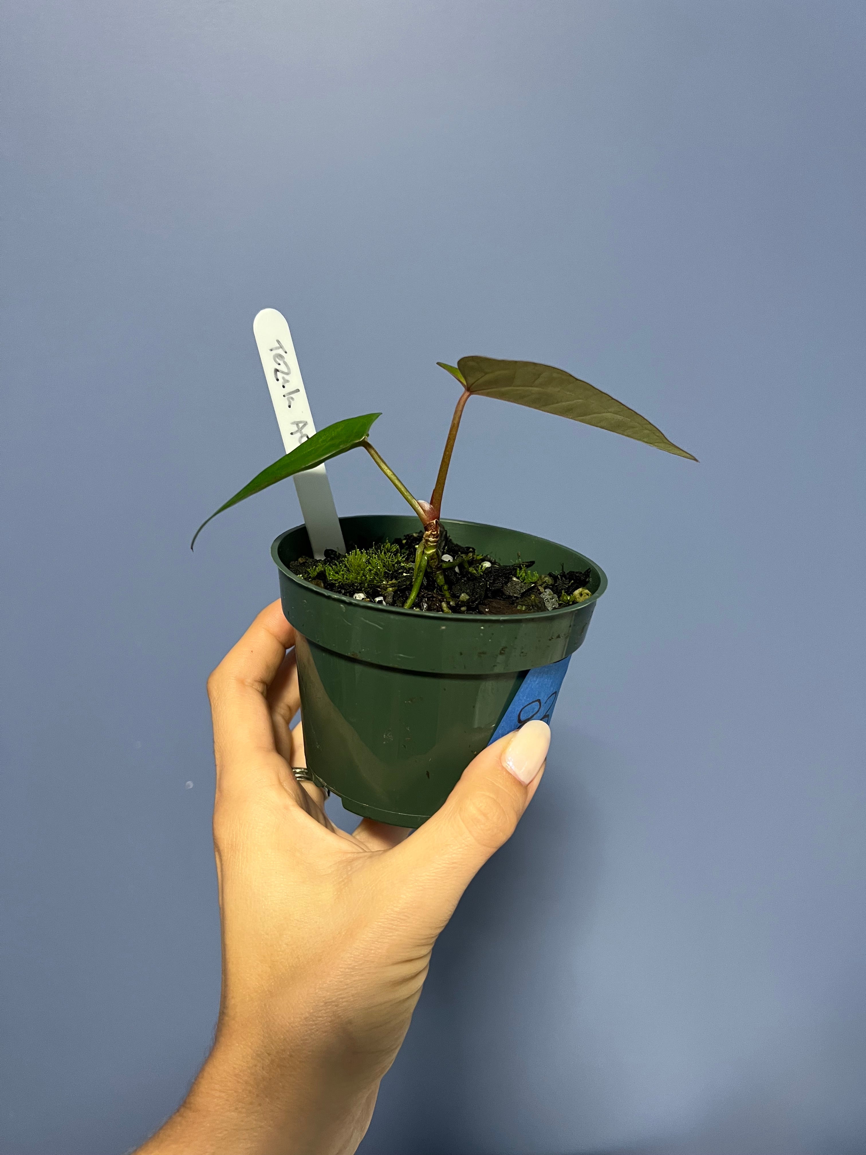 Anthurium Ace of Spades Tezula