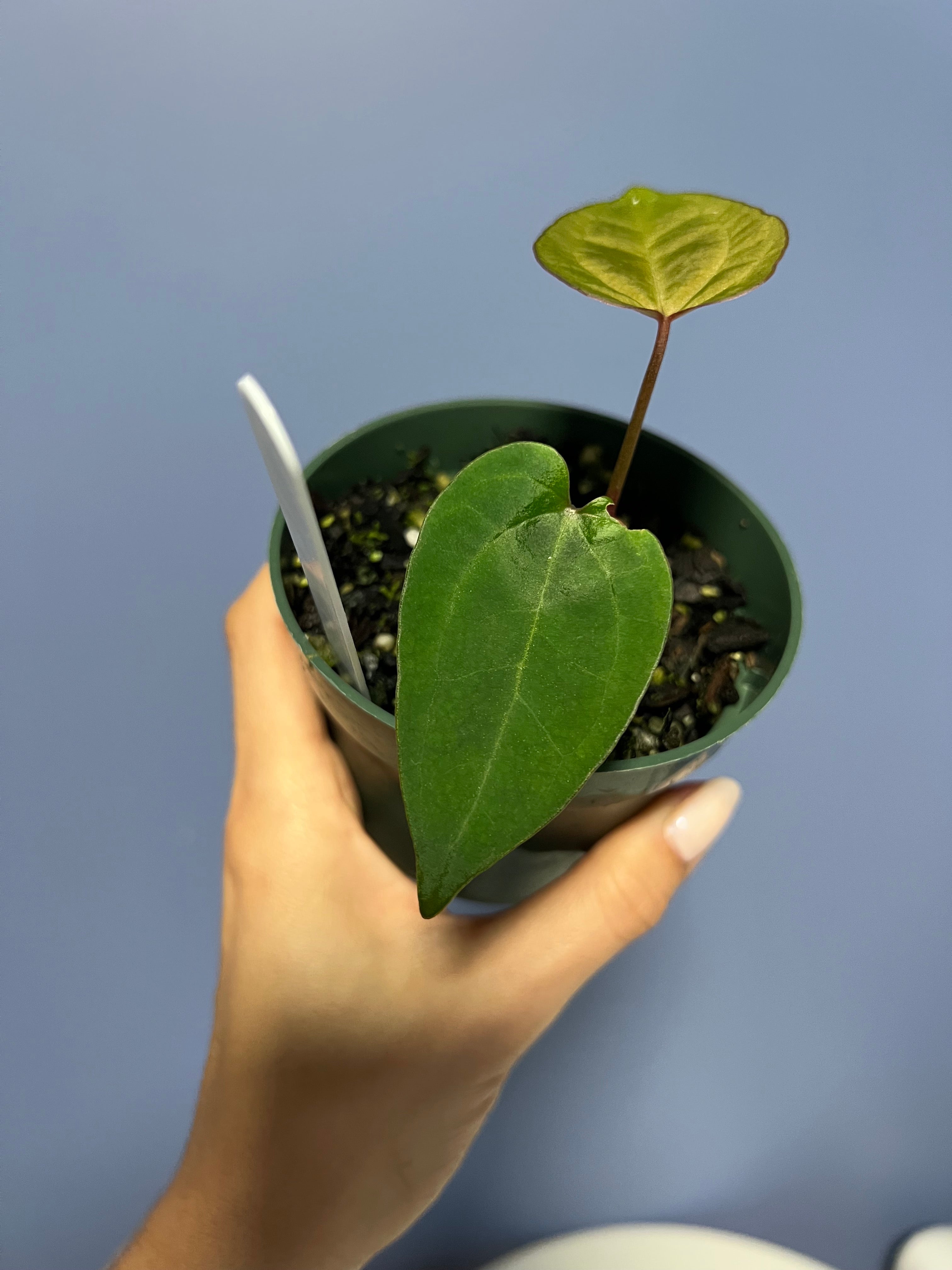 Anthurium Ace of Spades Tezula