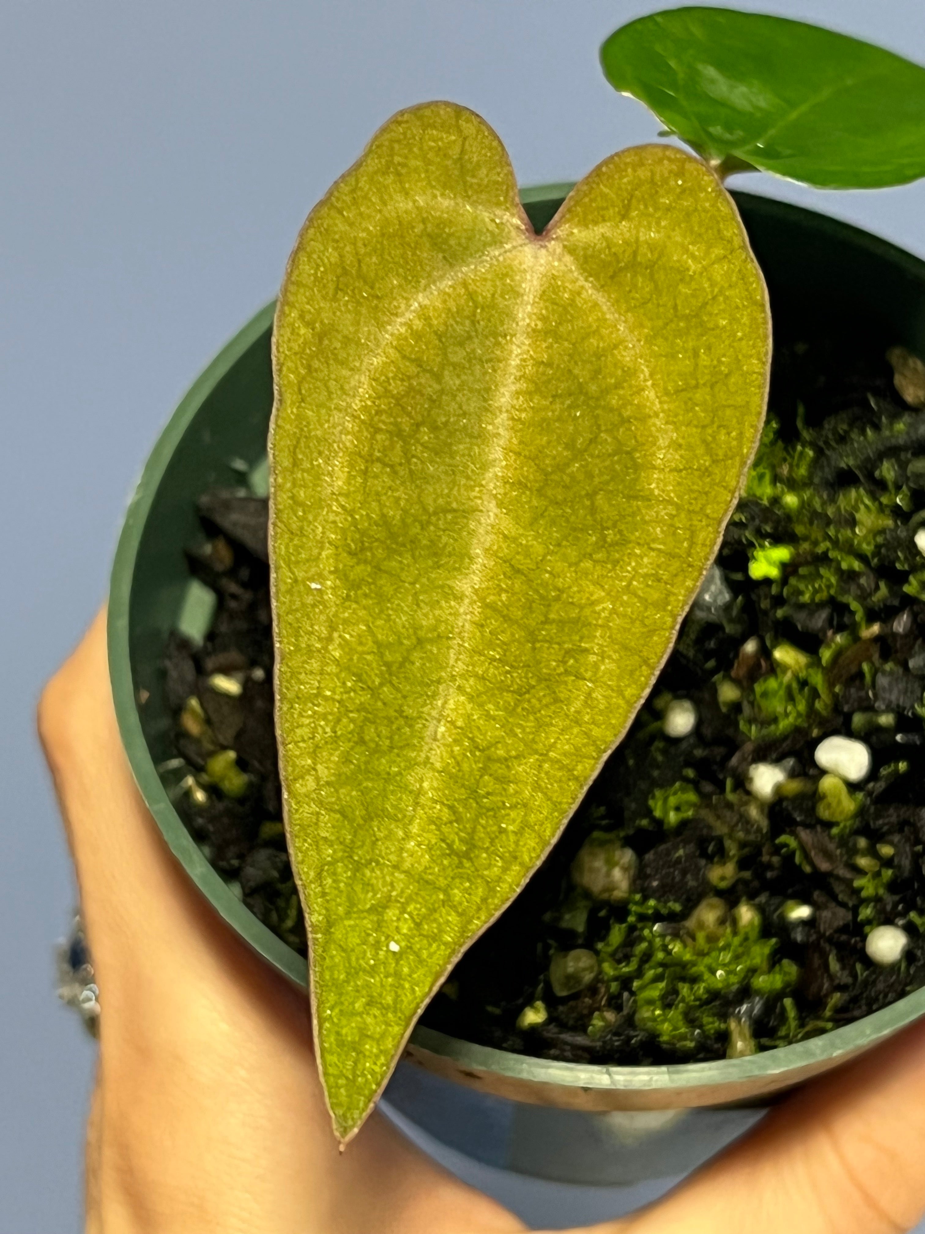 Anthurium Ace of Spades Tezula