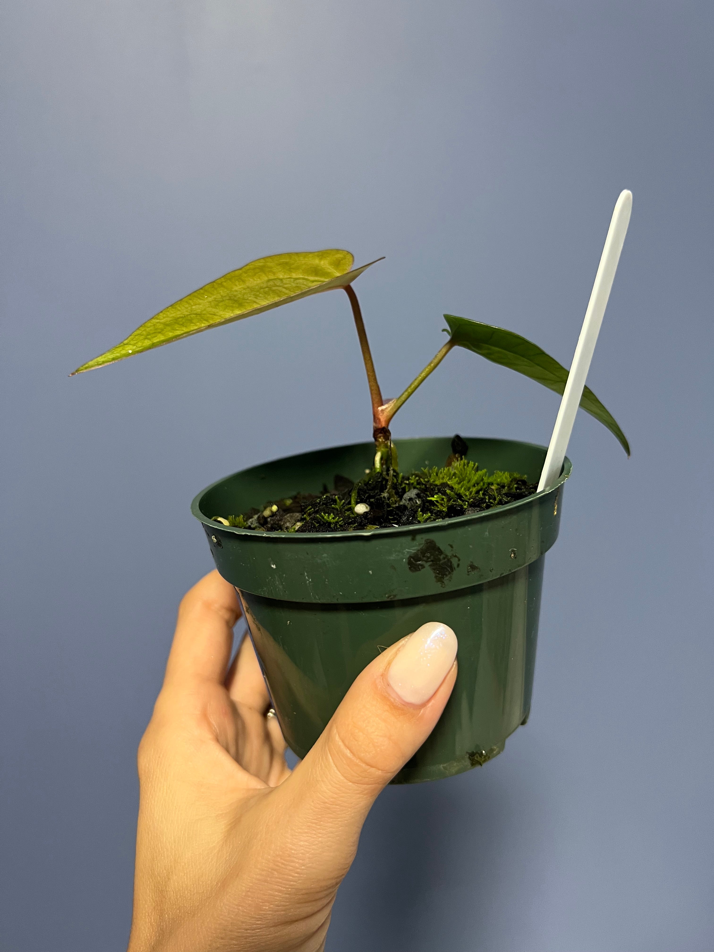 Anthurium Ace of Spades Tezula