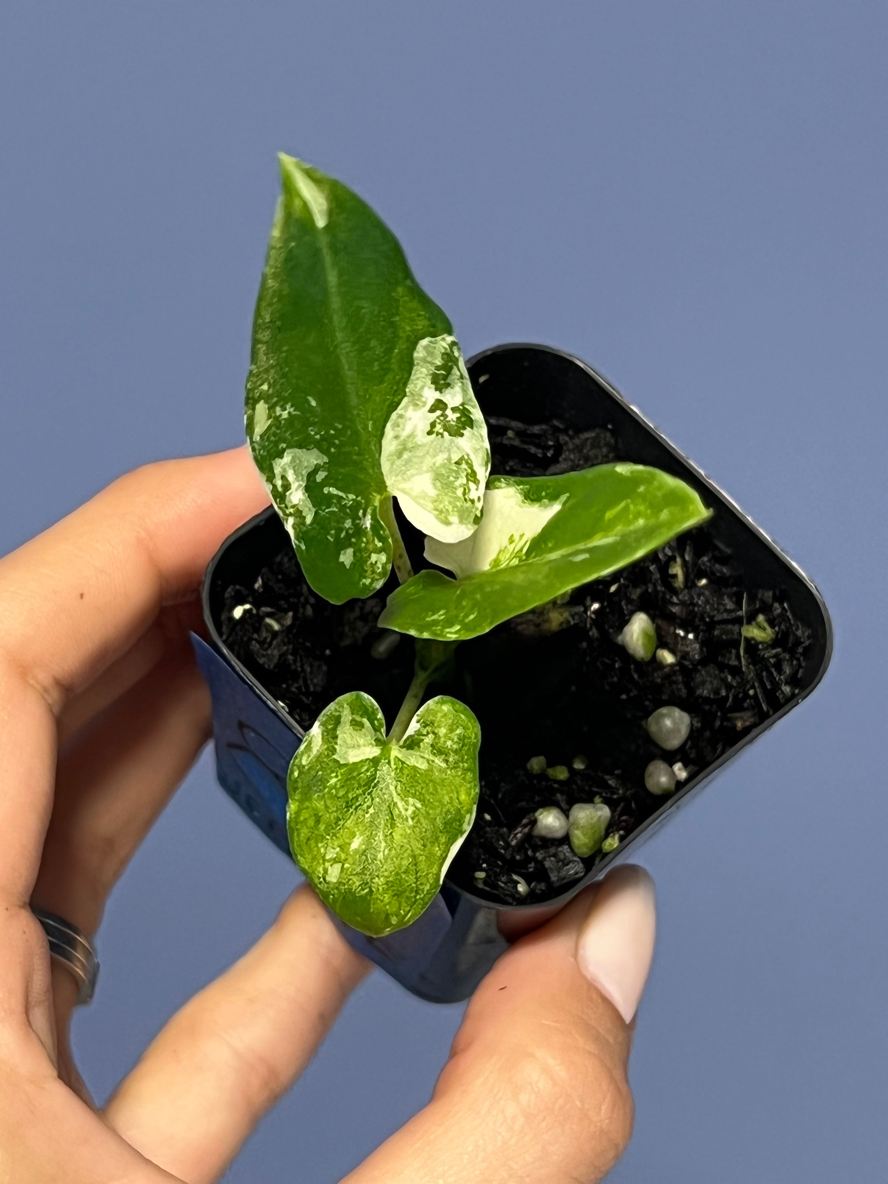 Alocasia Lauterbachiana Albo Variegated