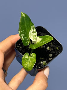 Alocasia Lauterbachiana Albo Variegated