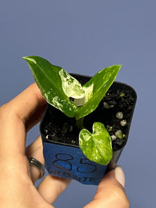 Alocasia Lauterbachiana Albo Variegated