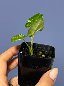 Alocasia Lauterbachiana Albo Variegated