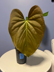 anthurium insigne var panguiensii Anthurium Cerrocampanense x Papillilaminum – Lauderdale Aroid House