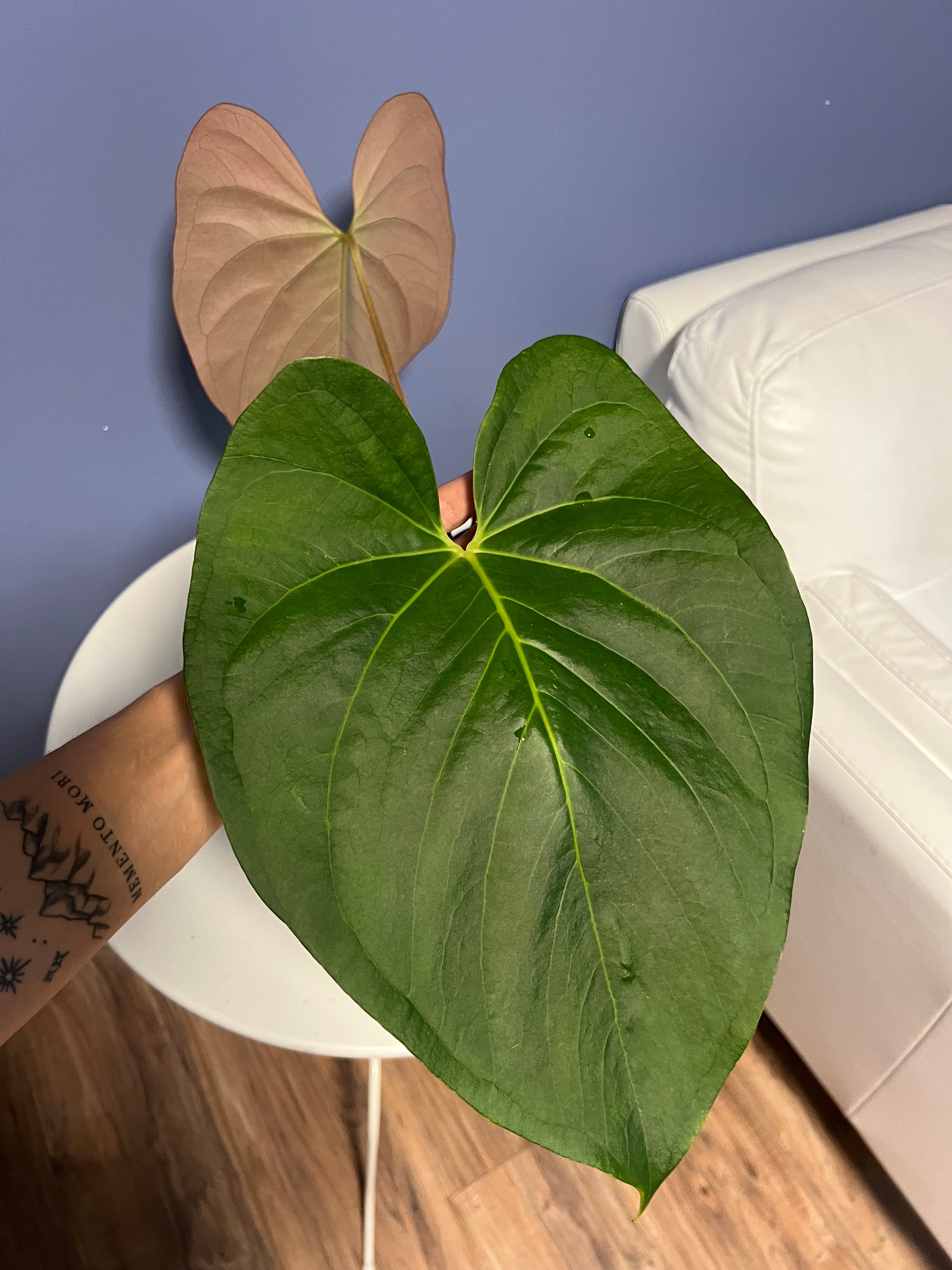 anthurium cerrocampanense Anthurium Cerrocampanense x Papillilaminum – Lauderdale Aroid House