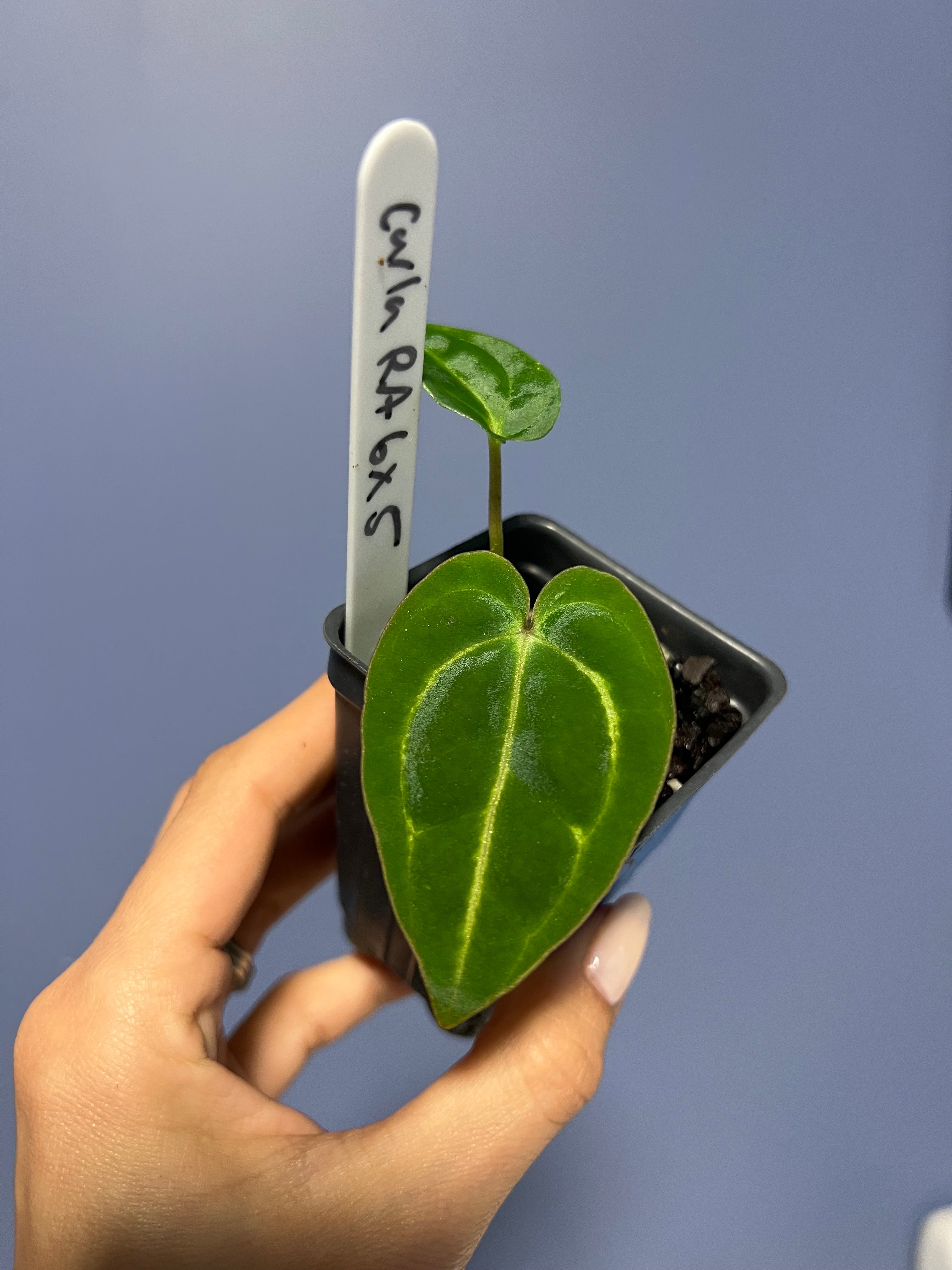 Anthurium Carlablackiae RA6 x Carlablackiae RA5 'Spider'