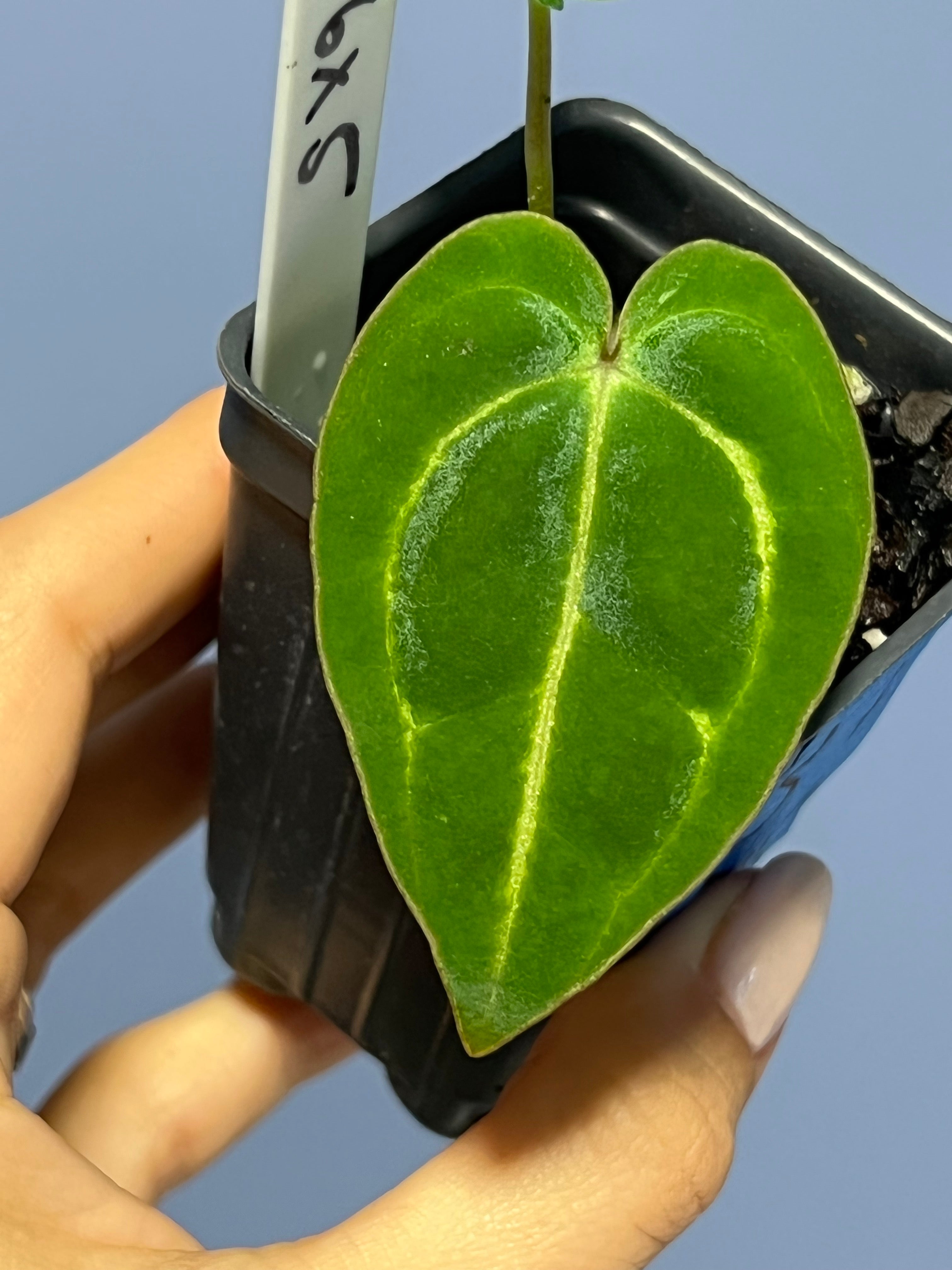 Anthurium Carlablackiae RA6 x Carlablackiae RA5 'Spider'