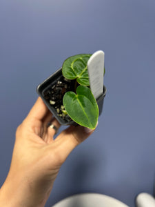 Anthurium Carlablackiae RA6 x Carlablackiae RA5 'Spider'
