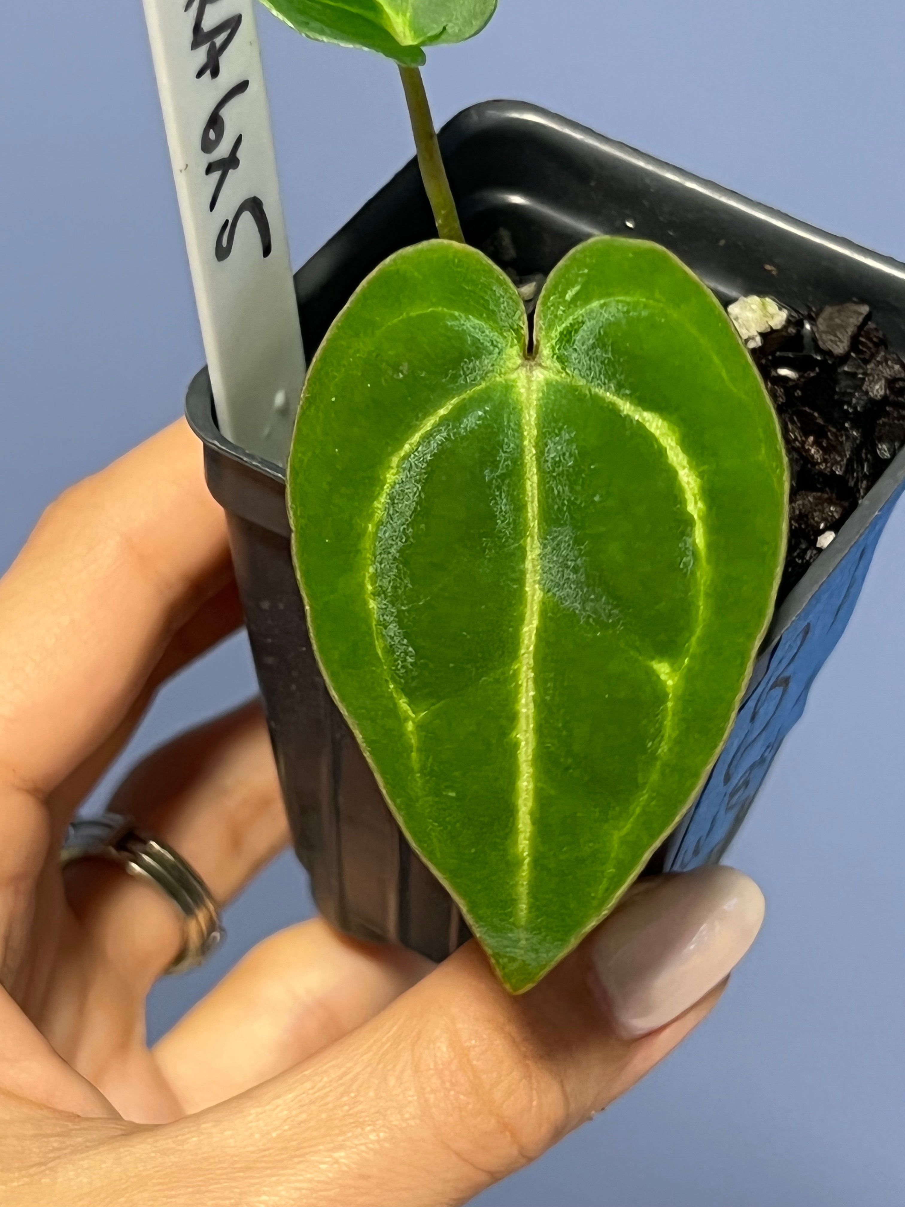 Anthurium Carlablackiae RA6 x Carlablackiae RA5 'Spider'