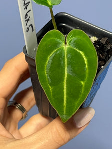 Anthurium Carlablackiae RA6 x Carlablackiae RA5 'Spider'