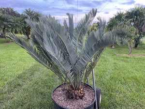 Encephalartos nubimontanus 'dolomitica'