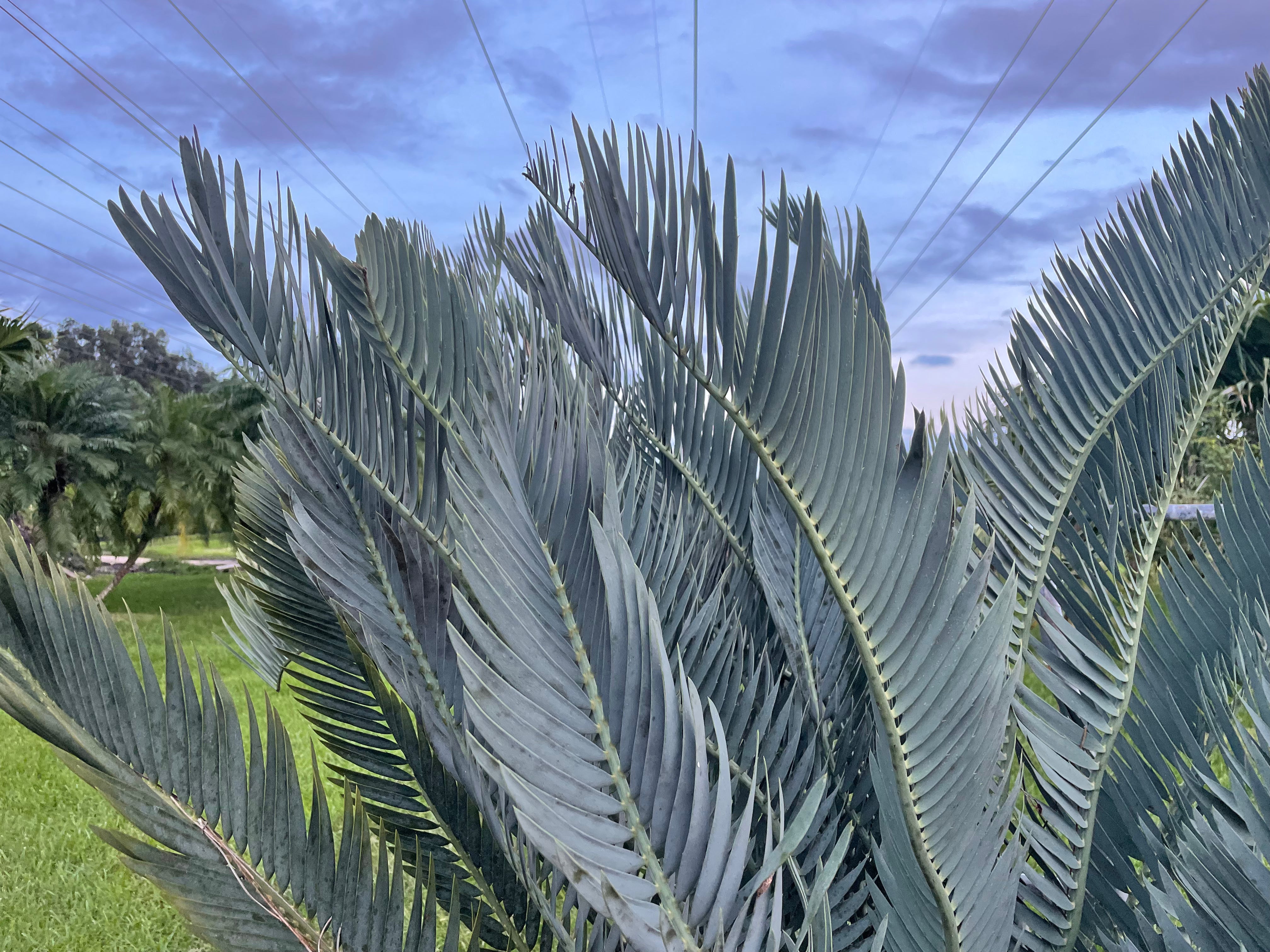 Encephalartos nubimontanus 'dolomitica'