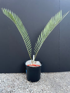 Encephalartos middelburgensis