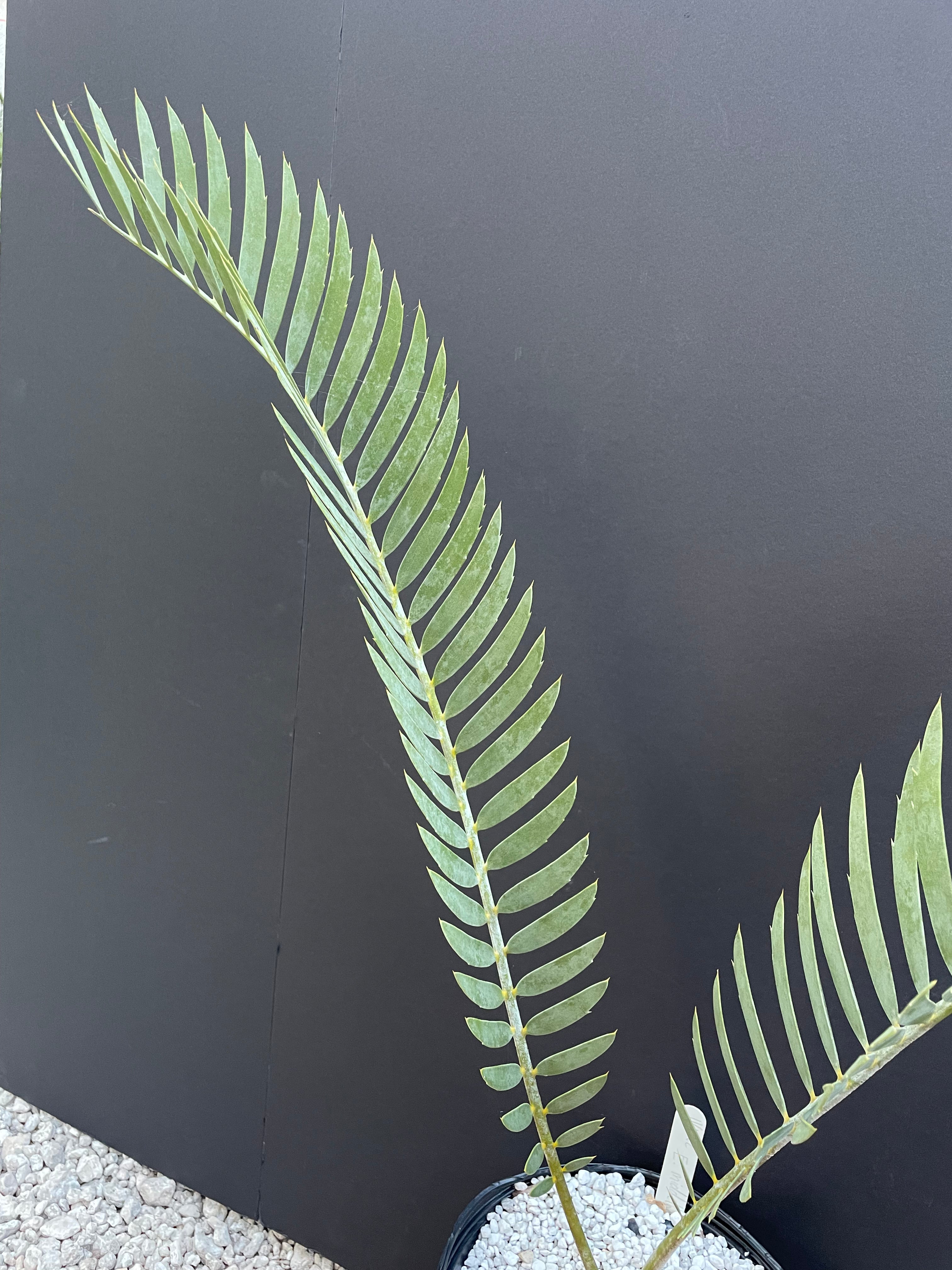 Encephalartos middelburgensis