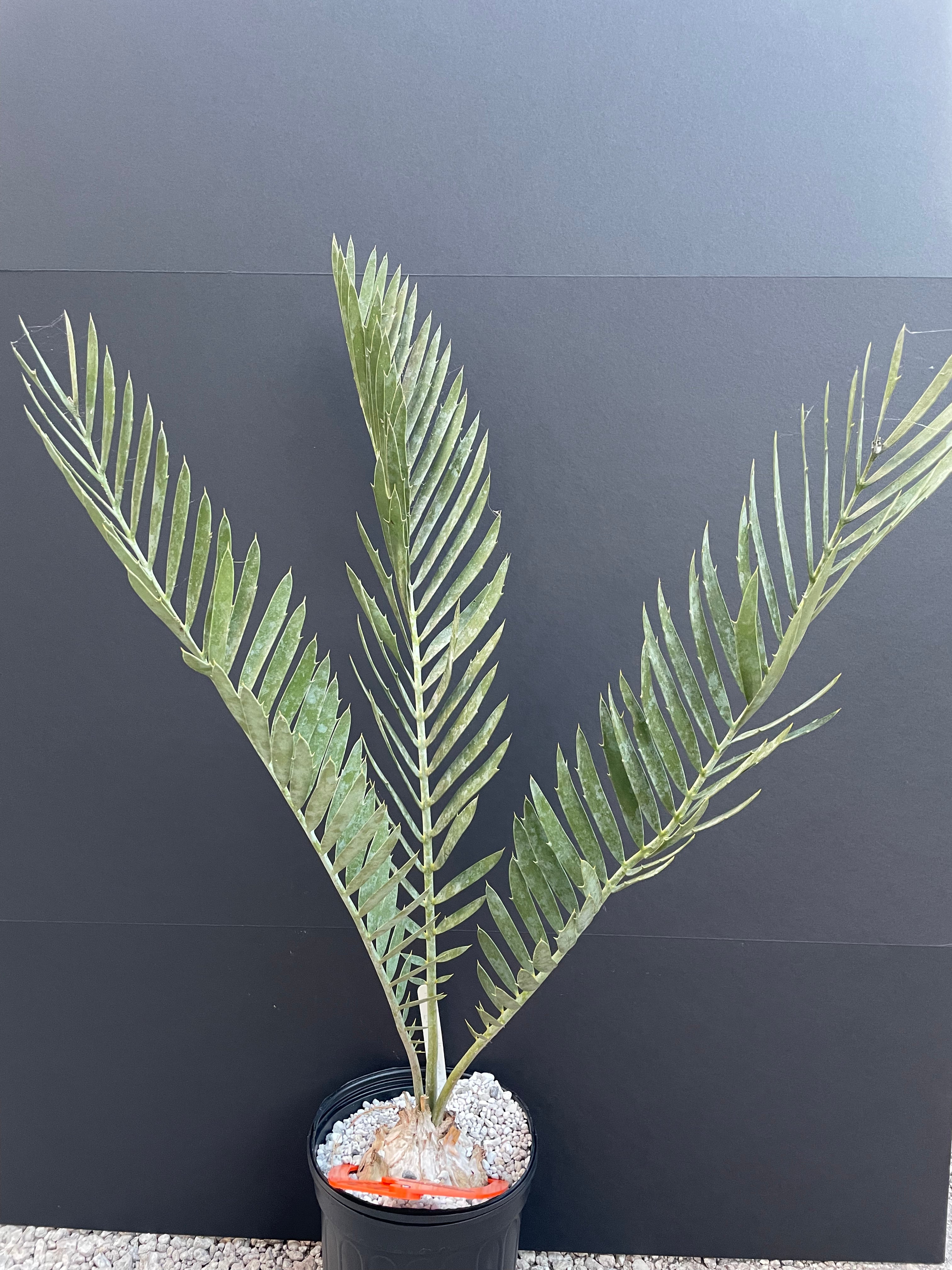 Encephalartos middelburgensis 'loskop'