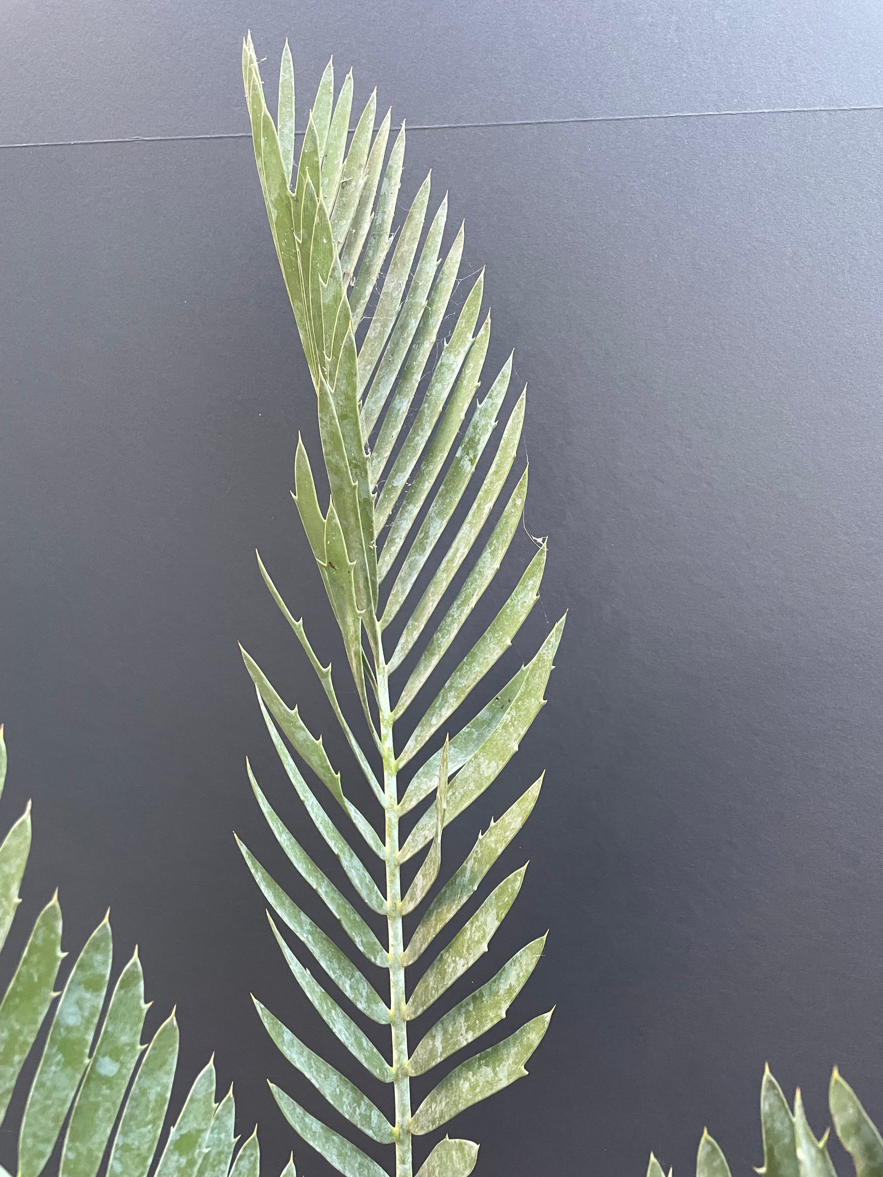 Encephalartos middelburgensis 'loskop'